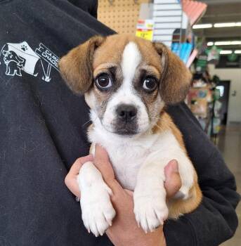 Pekingese and Chihuahua Dogs Available for Adoption - Niko | PetCurious