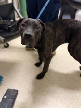 MOOSEY -  Pit Bull Terrier and Mixed Breed Dog for Adoption in Thousand Palms, California - MOOSEY | PetCurious