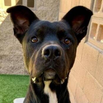 SAVE ME PLEASE ORIELLE - IDA553718 -  Labrador Retriever and Pit Bull Terrier Dog for Adoption in San Marcos, California - SAVE ME PLEASE ORIELLE - IDA553718 | PetCurious