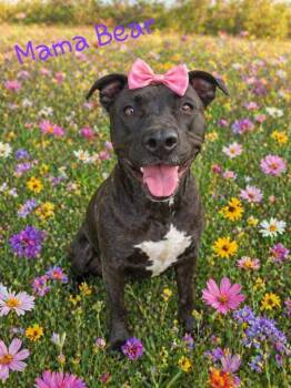 Pit Bull Terrier Dogs Available for Adoption in Ossining, New York - Mama Bear | PetCurious
