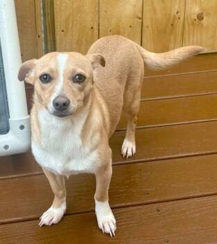 Chihuahua Dogs Available for Adoption - Poppy | PetCurious