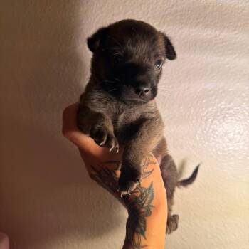 Poppet -  Terrier and Mixed Breed Dog for Adoption in San Antonio, Texas - Poppet | PetCurious