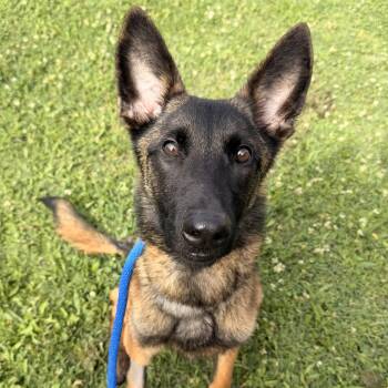 Belgian Shepherd Malinois Dogs Available for Adoption in Philadelphia, Pennsylvania - Zeppelin | PetCurious