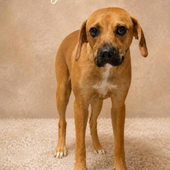 Chevy -  Mixed Breed Dog for Adoption in Dekalb, Illinois - Chevy | PetCurious
