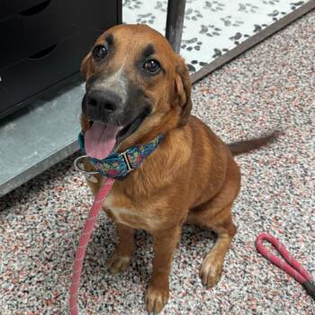 Mixed Breed and Coonhound Dogs Available for Adoption in Salt Lake City, Utah - Whistle | PetCurious