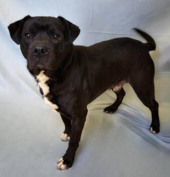 Midnight -  American Staffordshire Terrier Dog for Adoption in Columbus, Nebraska - Midnight | PetCurious