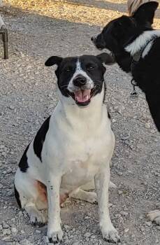 Rescue Border Collie and Terrier Dogs for Adoption in The Woodlands, Texas - Dainty | PetCurious