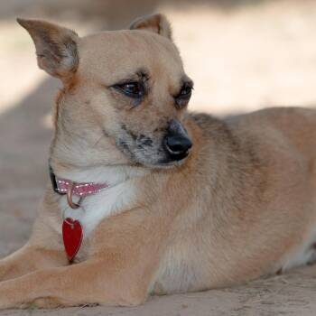 Chihuahua Dogs Available for Adoption in Richmond, Texas - Crystal Gayle | PetCurious