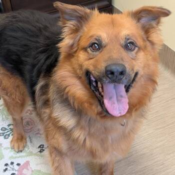 Shepherd and Mixed Breed Dogs Available for Adoption in Bedford, New Hampshire - Rufus | PetCurious