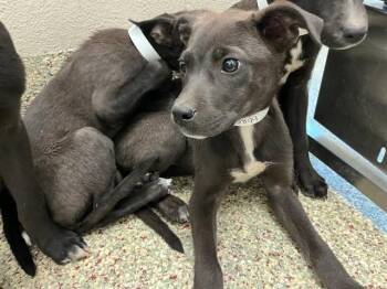 SWING -  Labrador Retriever and Mixed Breed Dog for Adoption in Colorado Springs, Colorado - SWING | PetCurious