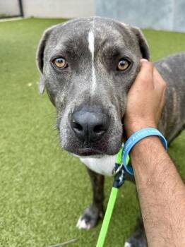 Dowser -  Mixed Breed Dog for Adoption in Wichita, Kansas - Dowser | PetCurious