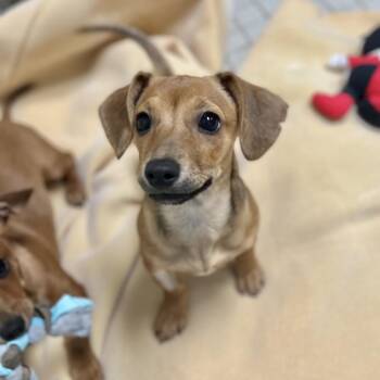 Dachshund Dogs Available for Adoption - Beans | PetCurious