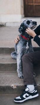 FOSTER ME - Muddy -  Standard Poodle Dog for Adoption in Grafton, Wisconsin - FOSTER ME - Muddy | PetCurious