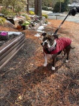 Gemini - IN FOSTER -  Mixed Breed Dog for Adoption in Chamblee, Georgia - Gemini - IN FOSTER | PetCurious