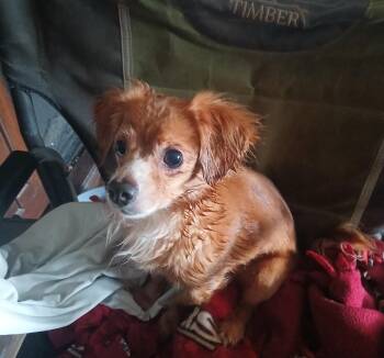 Lucky -  Cocker Spaniel Dog for Adoption in Sonora, California - Lucky | PetCurious