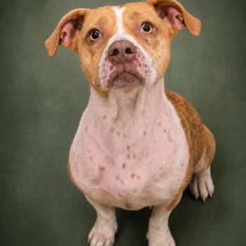 Ginger -  Dachshund and Pit Bull Terrier Dog for Adoption in Helena, Alabama - Ginger | PetCurious