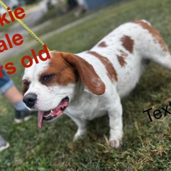 Rescue Cavalier King Charles Spaniel Dogs for Adoption in West Plains, Missouri - Cookie | PetCurious