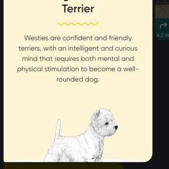 Flower (#357) -  West Highland White Terrier Westie Dog for Adoption in Twin Lakes, Wisconsin - Flower (#357) | PetCurious