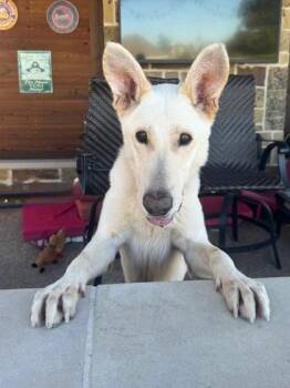 Mixed Breed Dogs Available for Adoption - Nelson | PetCurious