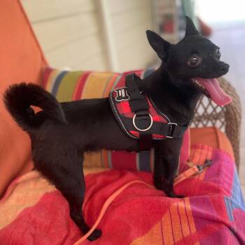 Chihuahua Dogs Available for Adoption in Lake Worth Beach, Florida - Uma Thurman  | PetCurious