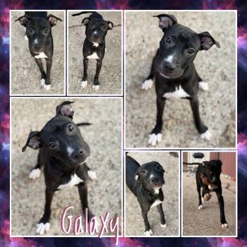 Galaxy -  Terrier and Mixed Breed Dog for Adoption in Fort Smith, Arkansas - Galaxy | PetCurious
