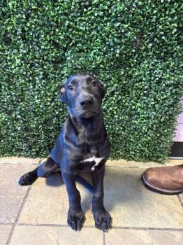 61569253 -  Mixed Breed Dog for Adoption in El Paso, Texas - 61569253 | PetCurious