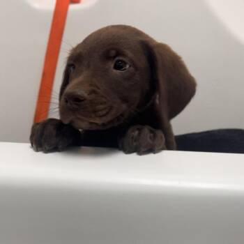Hooch -  Labrador Retriever Dog Available for Adoption in Starkville, Mississippi - Hooch | PetCurious