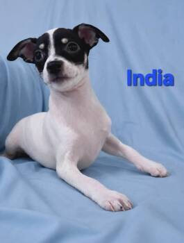 Tiffany Pup -India -  Chihuahua and Jack Russell Terrier Dog Available for Adoption in Pompano Beach, Florida - Tiffany Pup -India | PetCurious