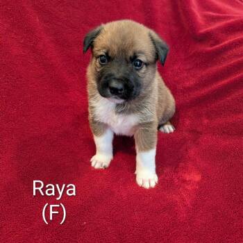 Mixed Breed Dogs Available for Adoption - Raya | PetCurious