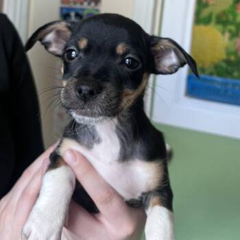 Chihuahua and Mixed Breed Dogs Available for Adoption in San Pablo, California - Petticoat | PetCurious