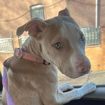 Mixed Breed Dogs Available for Adoption - Penelope | PetCurious