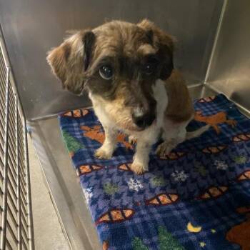 Rambo -  Miniature Schnauzer Dog for Adoption in Spokane, Washington - Rambo | PetCurious