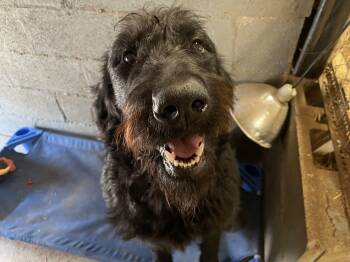 Giant Schnauzer Dogs Available for Adoption - Hank | PetCurious