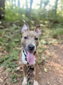 AIDEN -  Pit Bull Terrier and Mixed Breed Dog for Adoption in Charlotte, North Carolina - AIDEN | PetCurious