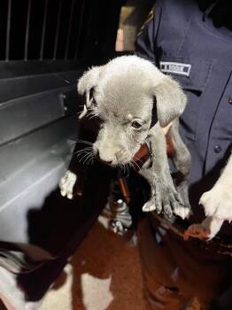 German Shepherd Dog and Mixed Breed Dogs Available for Adoption in Doral, Florida - CAM | PetCurious