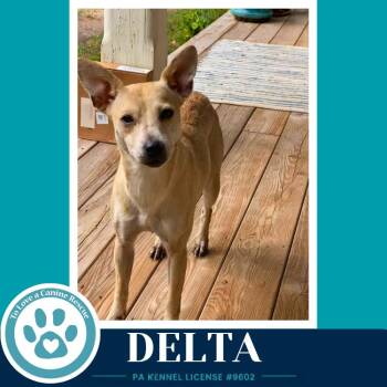 Delta 091926 -  Chihuahua Dog for Adoption in Kimberton, Pennsylvania - Delta 091926 | PetCurious