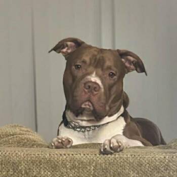 Pit Bull Terrier Dogs Available for Adoption - Apollo | PetCurious