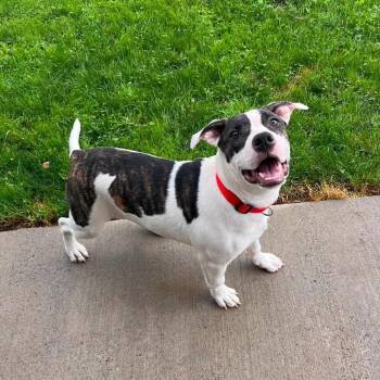 Diesel -  Pit Bull Terrier Dog for Adoption in Homer, New York - Diesel | PetCurious