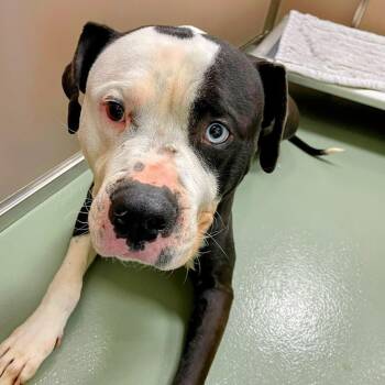 Pit Bull Terrier and Mixed Breed Dogs Available for Adoption - Azraq | PetCurious