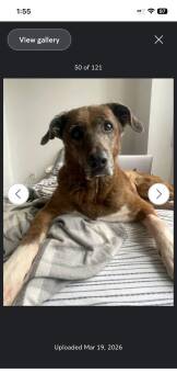 Labrador Retriever and Shepherd Dogs Available for Adoption in Toronto, Ontario - Maddison | PetCurious