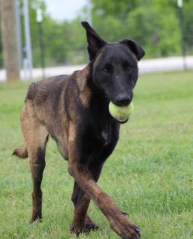 Katie -  Belgian Shepherd Malinois Dog for Adoption in Temple, Texas - Katie | PetCurious