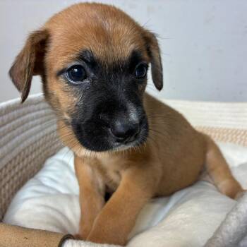 Piper -  Boxer and Black Mouth Cur Dog for Adoption in Aledo, Texas - Piper | PetCurious