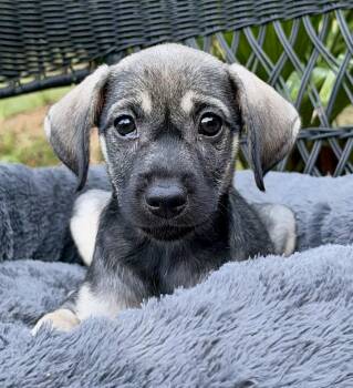 Crock Pot -  Mixed Breed Dog for Adoption in Mount Pleasant, South Carolina - Crock Pot | PetCurious