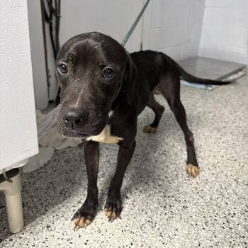 Produce Section -  Labrador Retriever and Mixed Breed Dog for Adoption in Hattiesburg, Mississippi - Produce Section | PetCurious