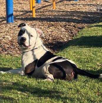 Rescue Pit Bull Terrier Dogs for Adoption in Cool, California - Bucket | PetCurious