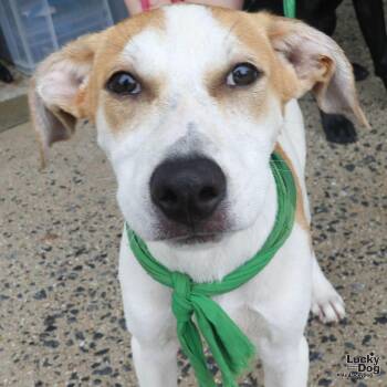 Ridge -  Shepherd and Labrador Retriever Dog for Adoption in Washington, District Of Columbia - Ridge | PetCurious