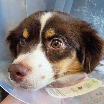 Rizzo -  Mixed Breed Dog for Adoption in Leander, Texas - Rizzo | PetCurious