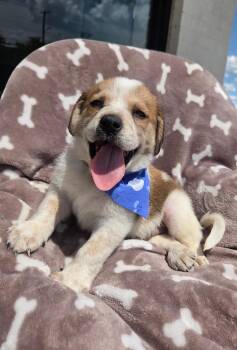 Beagle 2 boy -  Beagle and Brittany Spaniel Dog for Adoption - Beagle 2 Boy | PetCurious