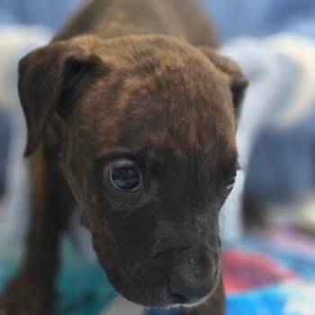 Animal -  Pit Bull Terrier and Mixed Breed Dog for Adoption in Huntsville, Alabama - Animal | PetCurious