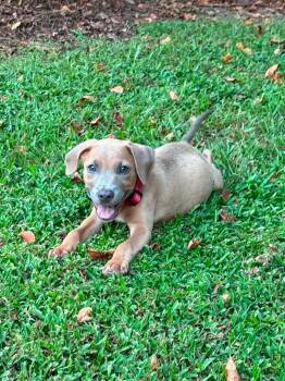 Latte -  Pit Bull Terrier Dog for Adoption in Glocester, Rhode Island - Latte | PetCurious